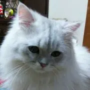 こてつ