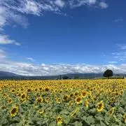 Nyokonyokoの画像