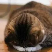 ウッチー