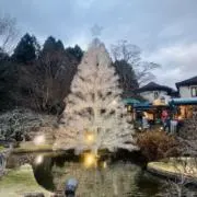 ミーコの画像