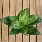 いちごの画像