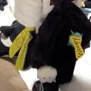 ちょんちょんいの画像
