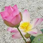 まかろん♡サマー特価♡即購入歓迎の画像