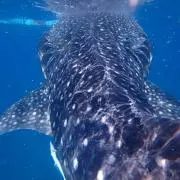 あきの画像