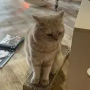KANOの画像