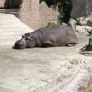 ぶちの画像