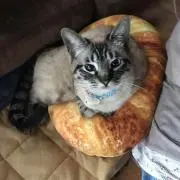 あや