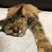 ネコネコ