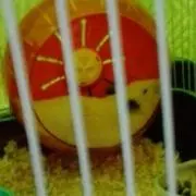 清麿
