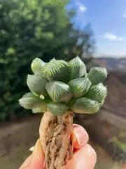 多肉の葉挿しは1年中おすすめ♪の画像