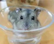 はむはむの画像
