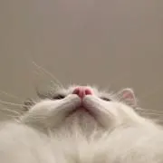 りのの画像