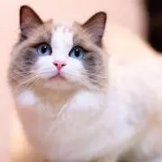 ゆりつん✩.*˚の画像