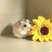たおまる⭐️ほっとジョイフルの画像
