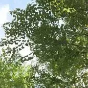 みどり子の画像