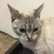 ゆぅの画像