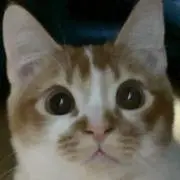 きなこの画像