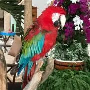 あんくる餅