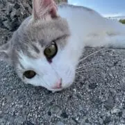 nyaaa...*の画像