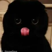 黒べえの画像