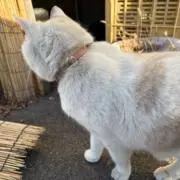 otoの画像