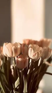 しろの画像