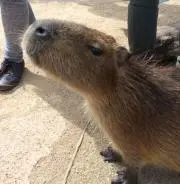 もちむぎの画像