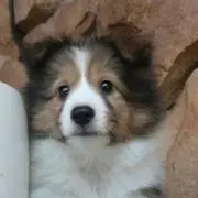 popopepe