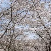 Yunaの画像