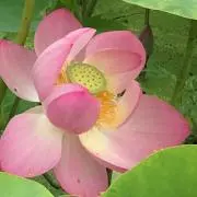 蓮の華の画像