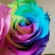 薔薇