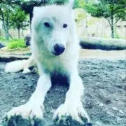 おおかみさんの画像