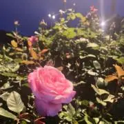 ゆき