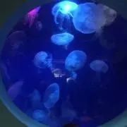 ゆらゆら
