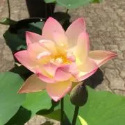 natsumiの画像