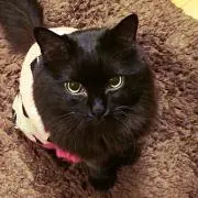 ちぇぐ