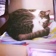 nyau