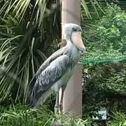 Imakの画像