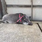 いのすけの画像