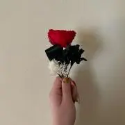 ひめの画像