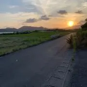 タコちゃんの画像
