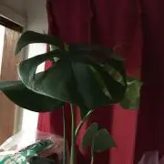 ひょん