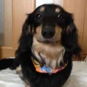 matukaze★の画像