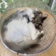ねこざかな☆の画像