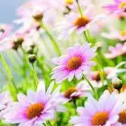 mintの画像