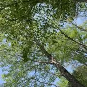 ＊はるこん＊の画像