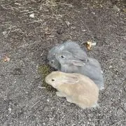 うさこの画像