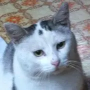 ゼウスの画像