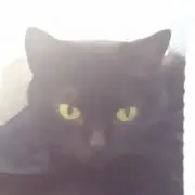 ジジの画像