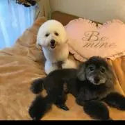 あやたかの画像